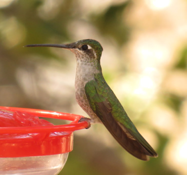 Rivoli's Hummingbird female Ash Canyon 1_26_2020